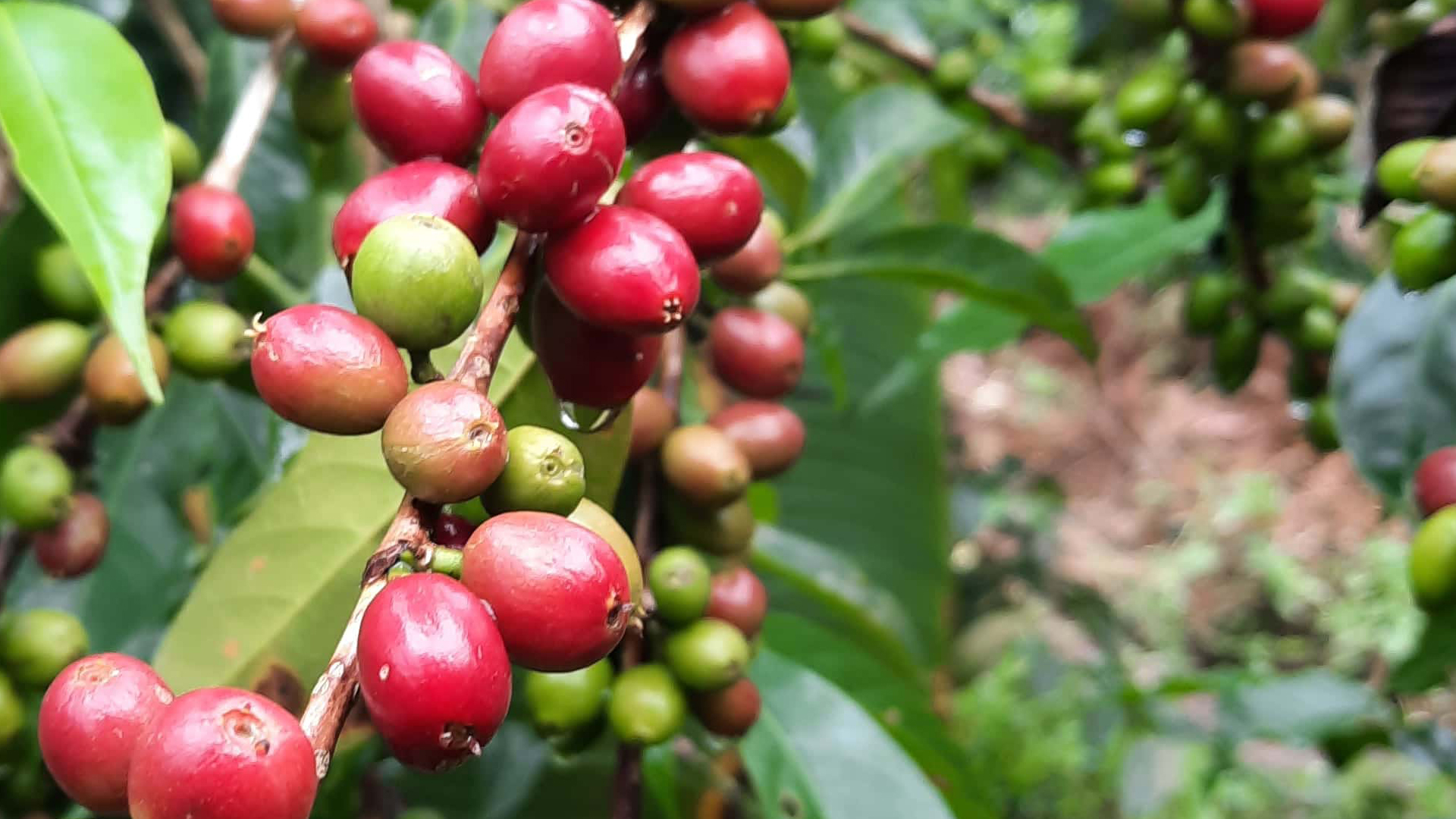 Diligent Trade Solutions